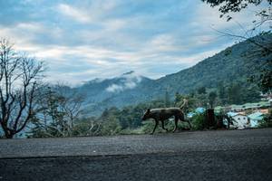 BIB: 
                            <button type="button" onclick="openModal(22795728)" class="btn btn-primary btn-sm float-right btn-popup" data-toggle="modal" data-target=".modal-high-quality">
                        <i class="fas fa-shopping-cart"></i> Add to Cart
                    </button>
                                            <button type="button" onclick="isThisMe(22795728, true)" class="btn btn-success btn-sm float-right btn-popup btn-isme hidden" data-toggle="tooltip" data-placement="bottom" title="นี่คือรูปของคุณใช่ไหม คลิกที่นี่เพื่อเอาเข้าอัลบั้ม">
                        <i class="fas fa-plus"></i> Add to album
                    </button>
                    <button type="button" onclick="isThisMe(22795728, false)" class="btn btn-warning btn-sm float-right btn-popup btn-isnotme hidden">
                        <i class="fas fa-ban"></i> Remove from album
                    </button>